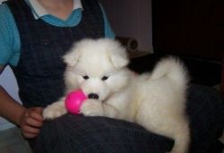 Quality Samoyed Puppies For Sale