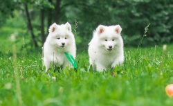 Outstanding Samoyed Puppies For Sale