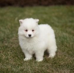 Fluffy and Lovable Samoyed Puppies