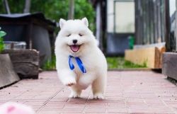 New!!! Elite Samoyed puppies for sale from Europe