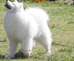 New!!! Elite Samoyed puppies for sale from Europe In excellent breed t