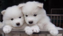 Samoyed puppies for sale with excellent pedigree