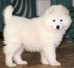 New!!! Elite Samoyed puppy for sale from Europe In excellent breed typ