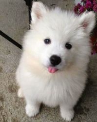 Fantastic Samoyed puppies available