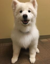 Elite Samoyed puppy for sale from Europe In excellent breed type and p