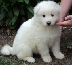 Elite Samoyed puppy for sale from Europe In excellent breed type