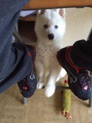 Gorgeous MALE AND FEMALE Samoyed Puppies For Sale