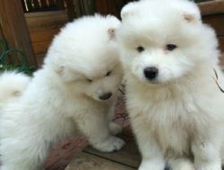 Samoyed puppies (xxx)-xxx-xxxx