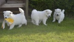 Socialized Samoyed Puppies