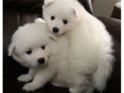 Samoyed puppies ready