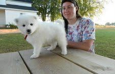 Gorgeous Male and Female Samoyed Puppies Available..