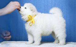 Samoyed Puppies Male and female Ready