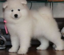 Samoyed puppies for sale