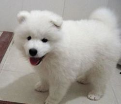 Loving Samoyed male and female for sale.