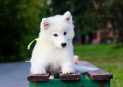 Cute male and female Samoyed puppy for sale