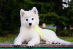 Blessing Samoyed puppies for your kids is for sale