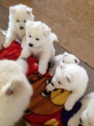 Adorable Samoyed Puppy for Adoption