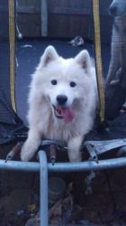 Samoyed Puppies Available Now