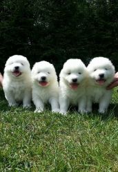 Loving Sammy Puppies For Sale