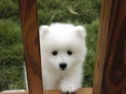 samoyed puppy looking for a new home