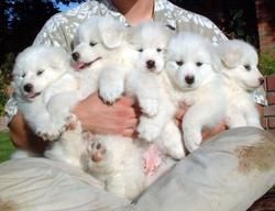 Excellent Samoyed Puppies for Adoption