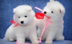 Outstanding Samoyed puppies for New Home.