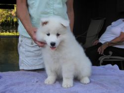 Beautiful Samoyed Puppies For Sale Now
