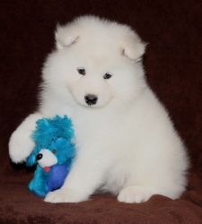 Both Male And Female Samoyed Puppies