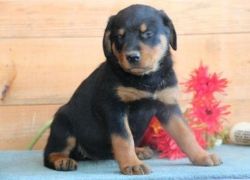 Two Beautiful Rottweiler Puppies Available