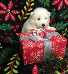 Excellent Samoyed Puppies