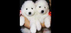 white beautiful samoyed puppies for sale