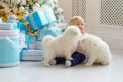 Samoyed Puppies Available