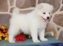 Purebred Samoyed puppies for adoption