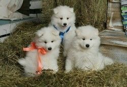 Samoyed Puppies available