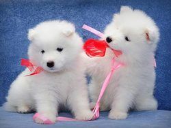 Registered Samoyed puppies available.
