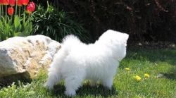 intelligent samoyed puppies now ready for sale