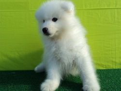 Healthy Samoyed Puppies For Sale