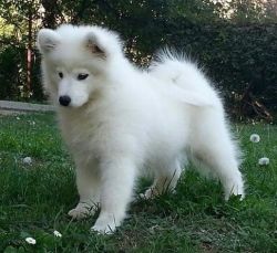 Charming Healthy White Samoyed Pups For Sale