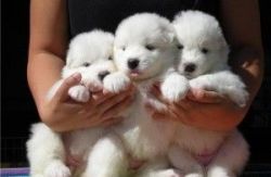 Samoyed puppy for adoption(xxxxxxxxxx)).