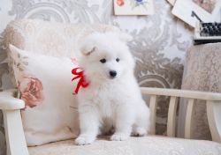 Samoyed Laika puppies for sale