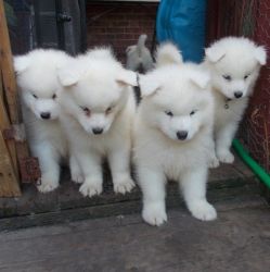 Charming Samoyed Pups
