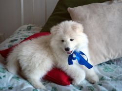 Samoyed Puppies for Sale!