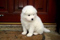 Samoyed Male and Female Puppies Available