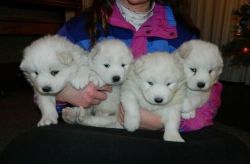 Gorgeous Samoyed Puppies for Sale
