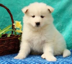 Home Raised Akc Samoyed Puppies for Adoption