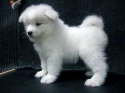 Home Trained Samoyed Puppies Available