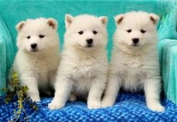 Home Raised Akc Samoyed Puppies for Adoption