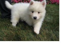 Snow white male and female Samoyed puppies