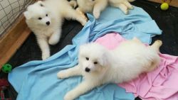 Samoyed Puppies For sale (xxx) xxx-xxx8