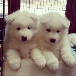 Pure white Samoyed puppies